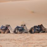 Vive Como un Nómada en el Desierto con los Bereberes del Sahara